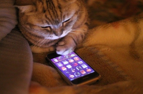 Apple İstanbul Kedileri ile ilgili paylaşım yaptı